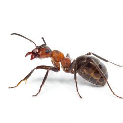 Is it worth getting an exterminator for ants? What do professionals use for ant control? How long does it take to get rid of an ant infestation?