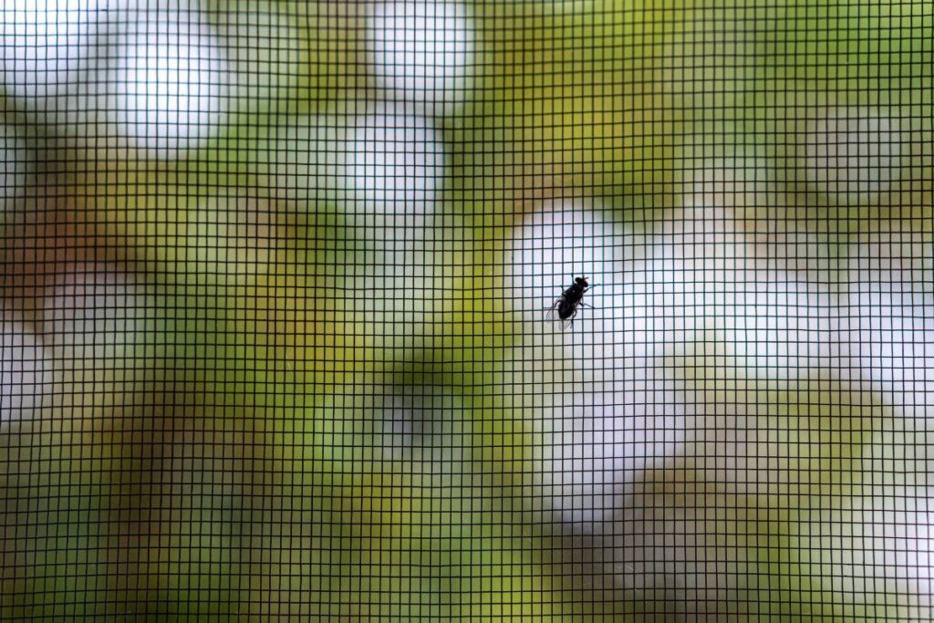 A closeup of a fly on the mesh patterned protective window screen