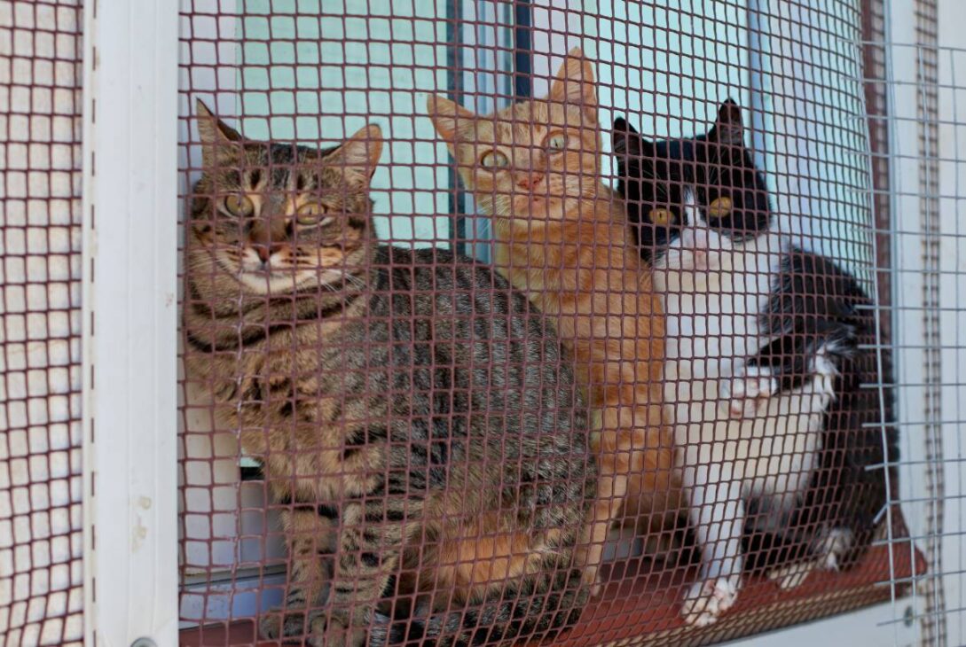 A closeup of three pet cats funnily staring outdoors through a mesh screen while sitting on a window sill
