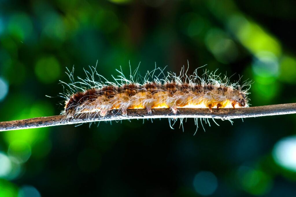 Caterpillar on plant branch in forest