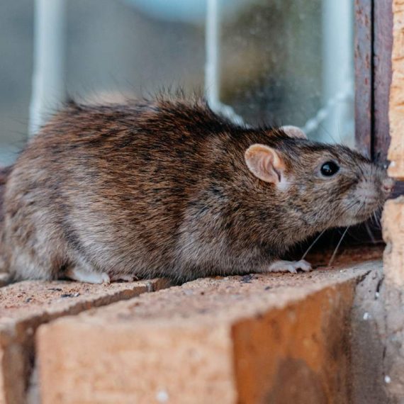 A closeup shot of a gray-brownish rat