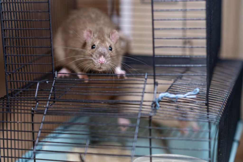 Domestic rat in a cage holds food with its paws and eats. A rodent with whiskers, a tail, and whitefooted mice is sitting in a cage, gazing out the window. It may be a pet or a pest like packrats