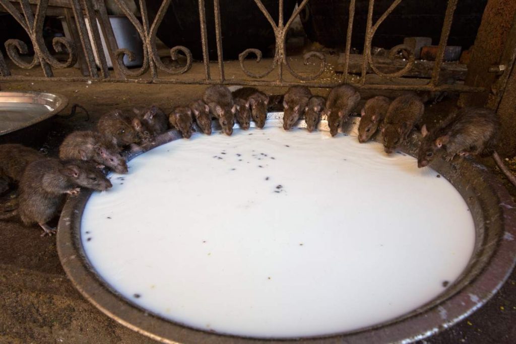 rat infestation. Rats feeding from bowl at Karni Mata rat temple, Deshnoke, Rajasthan, India