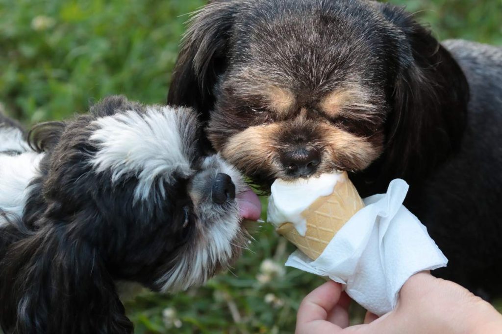 The adorable puppies licking vanilla ice cream in the yard