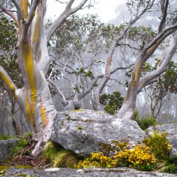 What Is the Best Way to Prune a Gum Tree? How Do You Shape a Gum Tree? How Much Can You Cut Back a Gum Tree? What Is the Best Month To Prune Gum Trees?