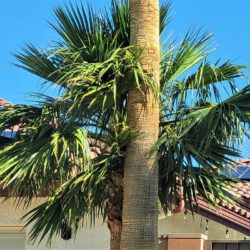 How do you care for palm trees? 7 palm tree maintenance mistakes and what palm tree species are common in Australia?