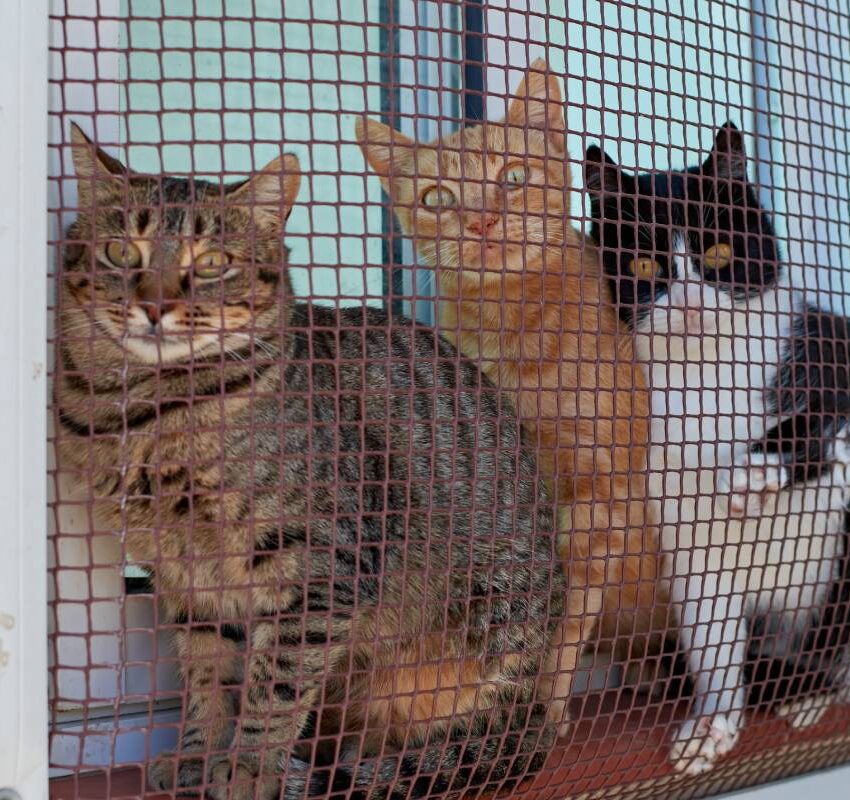 A closeup of three pet cats funnily staring outdoors through a mesh screen while sitting on a window sill