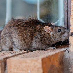 Is It Worth Getting an Exterminator For Rats? What Do Professionals Use For Rat Control? How Long Does It Take to Get Rid of a Rat Infestation?