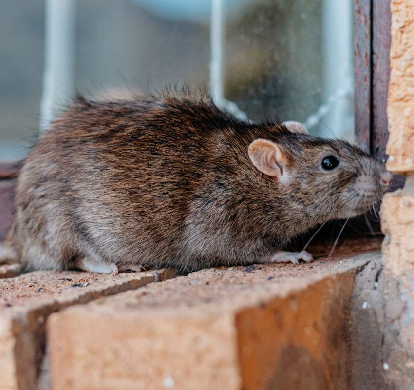 A closeup shot of a gray-brownish rat