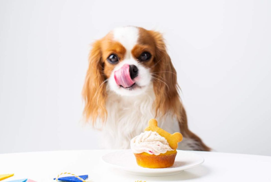 A cute domestic dog (Cavalier King Charles Spaniel) with a birthday cake, ready to celebrate a special occasion