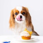 A cute domestic dog (Cavalier King Charles Spaniel) with a birthday cake, ready to celebrate a special occasion