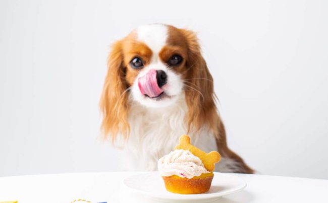 A cute domestic dog (Cavalier King Charles Spaniel) with a birthday cake, ready to celebrate a special occasion