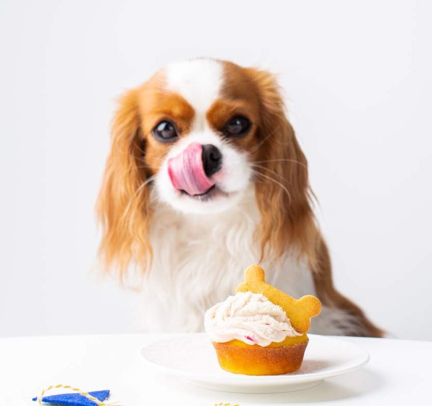 A cute domestic dog (Cavalier King Charles Spaniel) with a birthday cake, ready to celebrate a special occasion