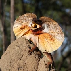Australian Guide 101: Is the Frill-necked Lizard Dangerous?
